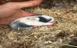 Mixed Breed rabbits for sale: Baby rabbits  - Image 3