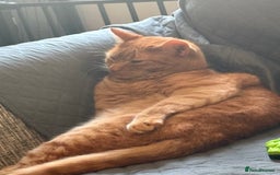American Shorthair cats for sale: Ginger cat to be rehomed - Image 2