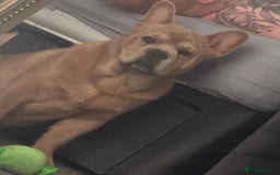 French Bulldog dogs for stud: STUNNING FRENCHIE X CHOW CHOW STUD 🐾🐶💙 - Image 2