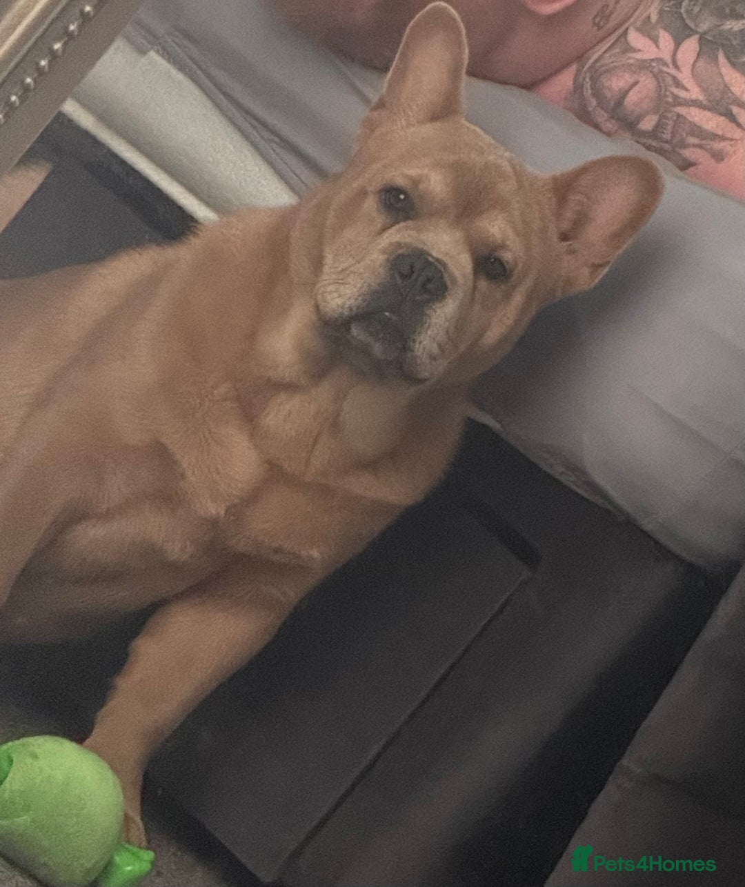 French Bulldog dogs for stud: STUNNING FRENCHIE X CHOW CHOW STUD 🐾🐶💙 - Image 2