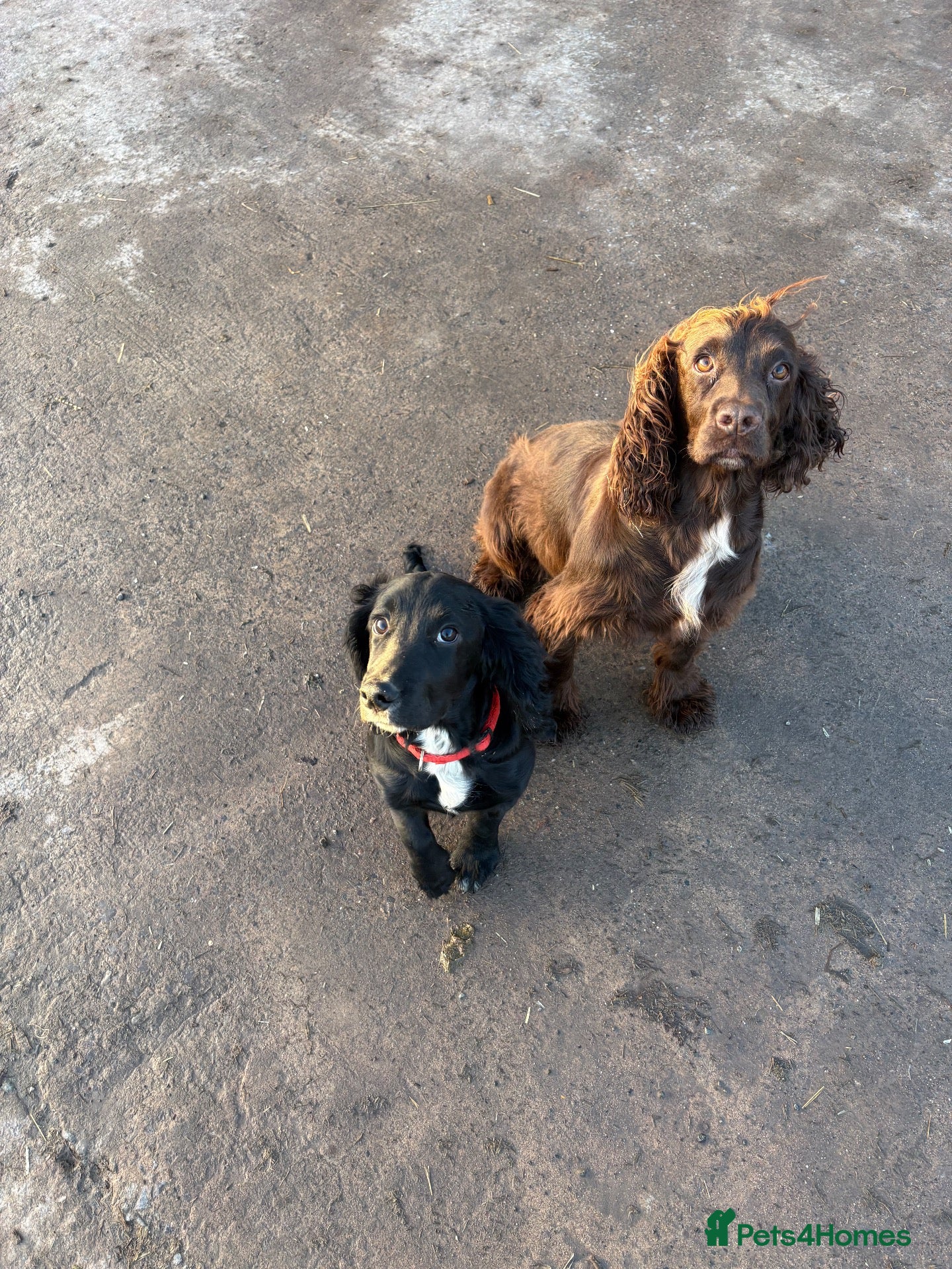 Cocker Spaniel dogs for sale: Gorgeous Black Cocker Spaniel Dog Puppy  - Advert 9