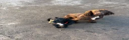 Cocker Spaniel dogs for sale: Gorgeous Black Cocker Spaniel Dog Puppy  - Advert 1