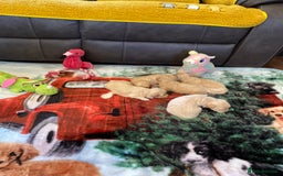 Maltipoo dogs for sale: Beautiful Apricot Maltipoo puppies. - Image 20
