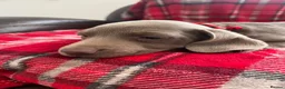 Dachshund dogs for sale: Beautiful dachshunds puppies  - Advert 7
