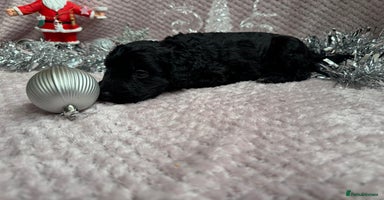 Labradoodle dogs Last 2 Adorable Miniature Labradoodles left - Advert 4