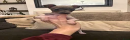 Italian Greyhound dogs for sale: Full Pedigree Blue Italian Greyhound Female Puppy - Advert 4