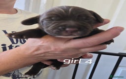 Sprocker dogs for sale: Beautiful sprocker spaniel puppies (5 left) - Image 17