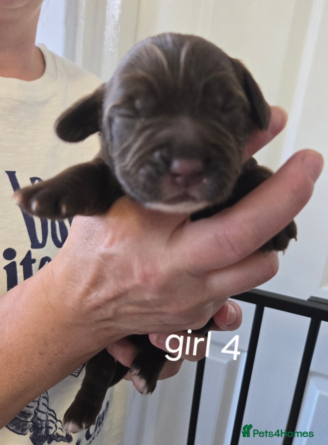 Sprocker dogs for sale: Beautiful sprocker spaniel puppies (5 left) - Image 17