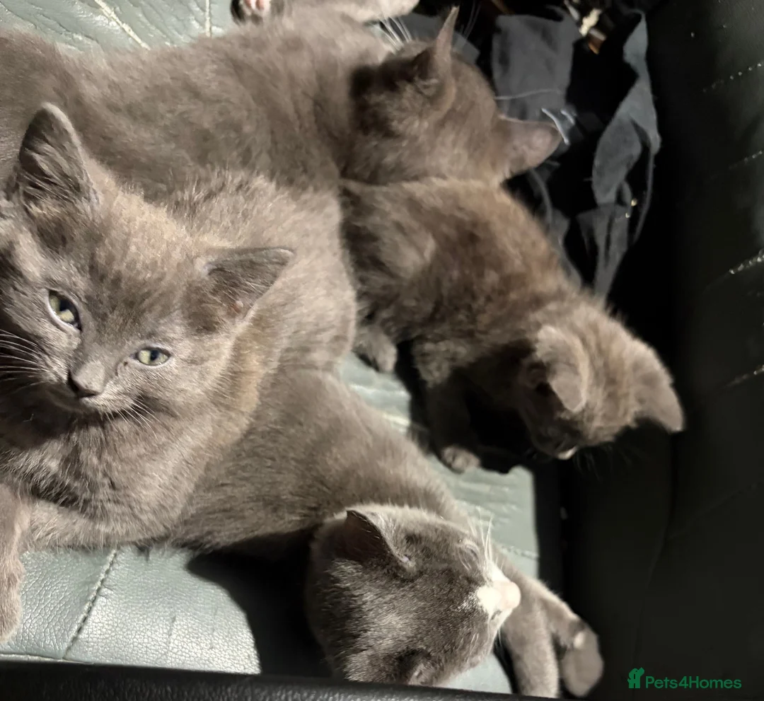 Mixed Breed cats for sale: British shorthair cross kittens in Alfreton - Advert 2