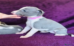 Whippet dogs for sale: All found homes-Beautiful Blue and White Parti BOY - Image 28