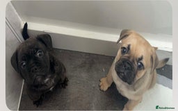 Frug dogs for sale: Beautiful F1 boy Frug - Image 7