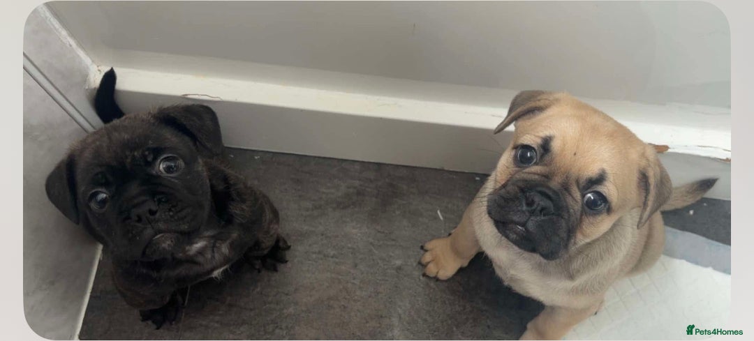 Frug dogs for sale: Beautiful F1 boy Frug - Image 7