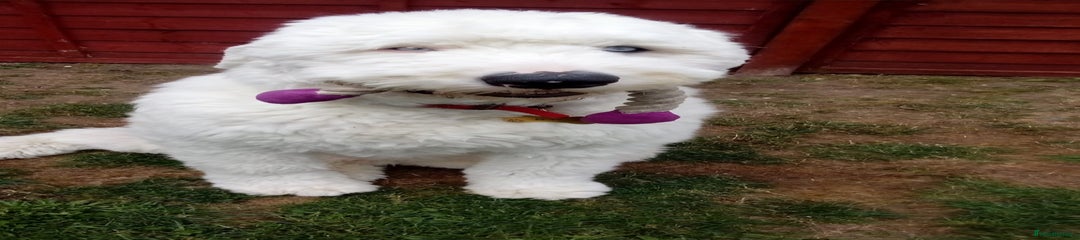 Old English Sheepdog Puppy 1