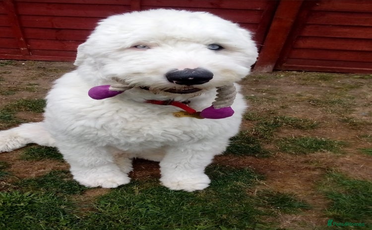 Old English Sheepdog dogs - Advert 1