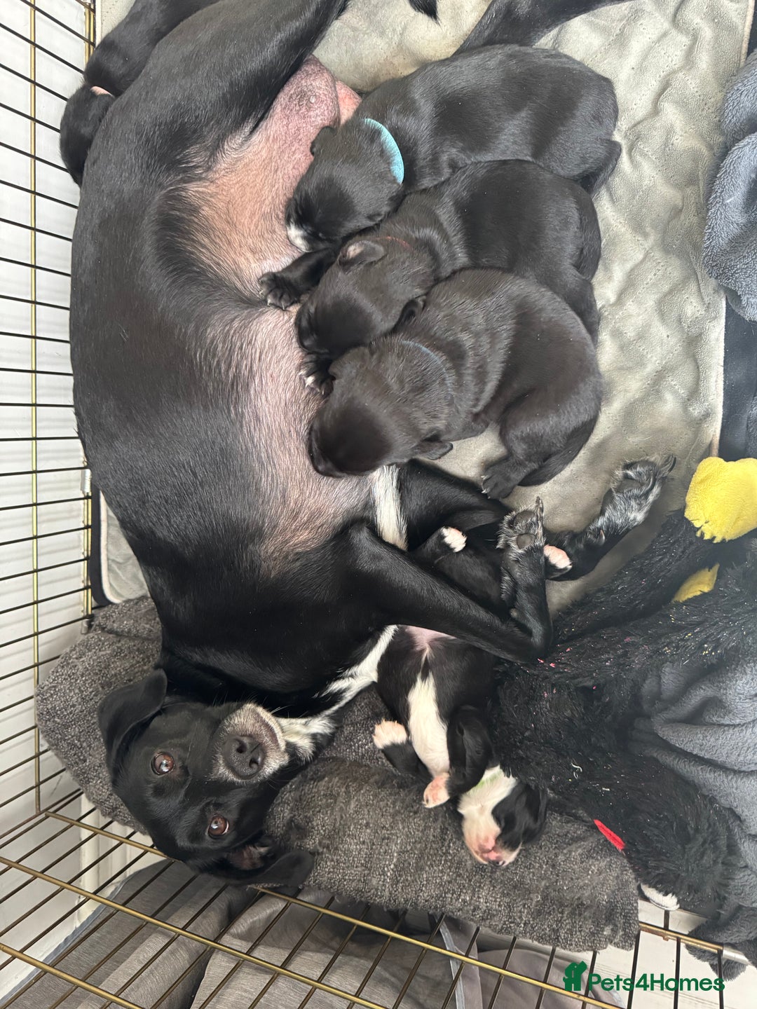 Mixed Breed dogs for sale: Our last girl for sale  - Image 6