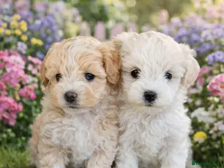 Maltipoo dogs Exceptional Genuine Maltipoo Puppies - Advert 4