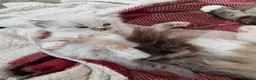 Ragdoll cats for sale: GCCF RAGDOLLS - Advert 9