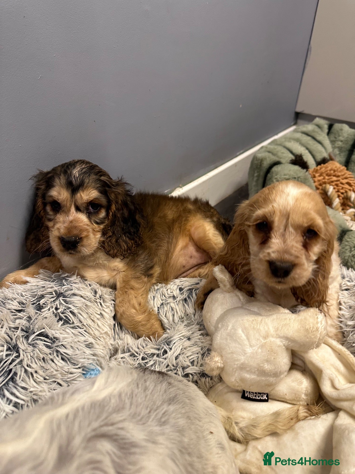 Cocker Spaniel dogs KC Reg Show Cocker - Advert 2