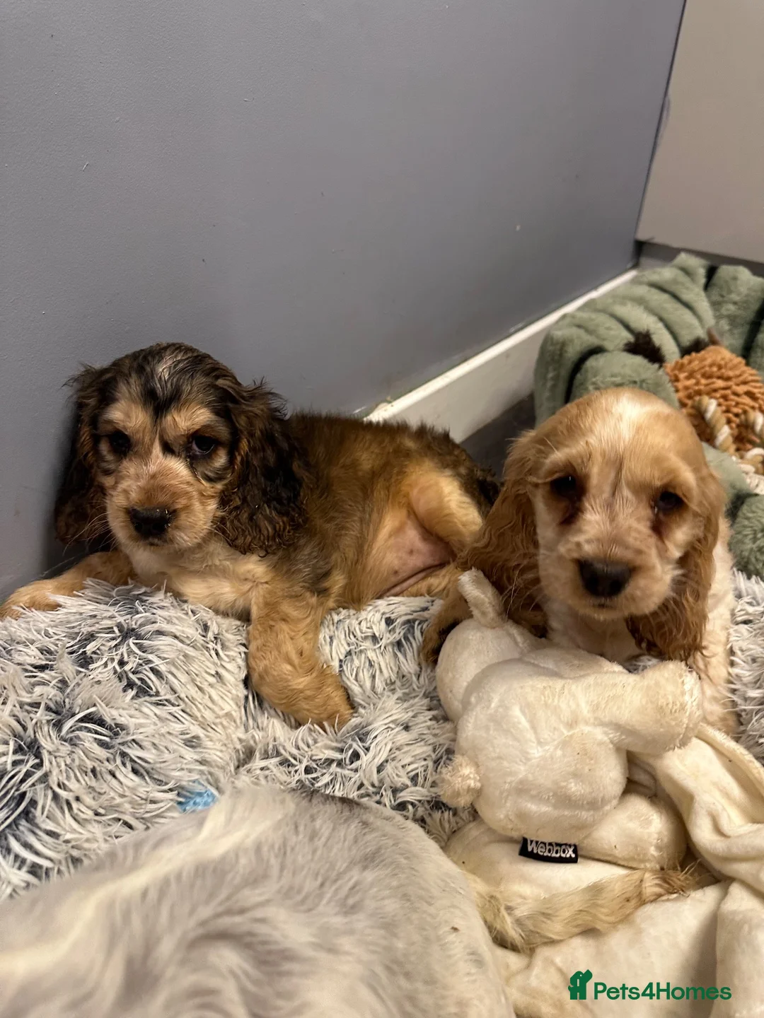 Cocker Spaniel dogs for sale: KC Reg Show Cocker - Advert 1