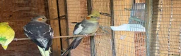Cockatiels birds for sale: Cockatiel bonded/breeder pairs - Advert 3