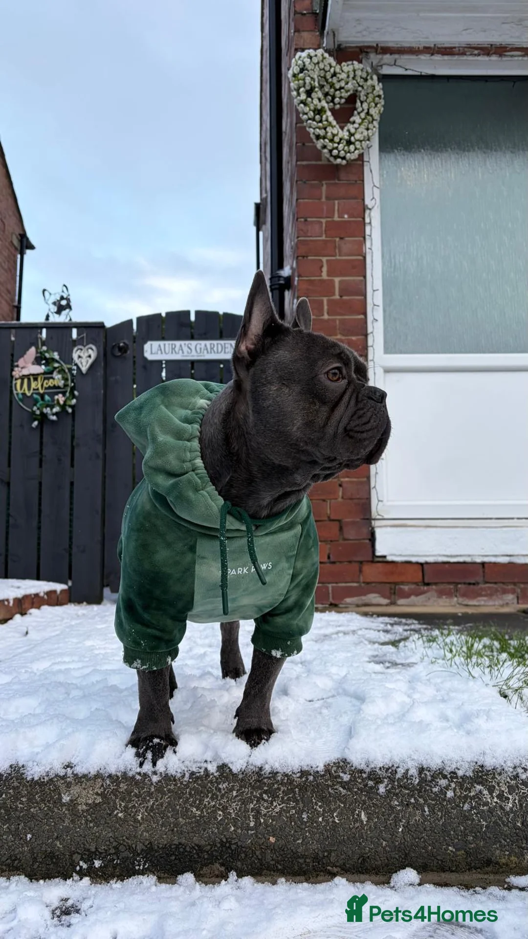 French Bulldog dogs for stud: Blue French Bulldog For Stud  - Advert 2