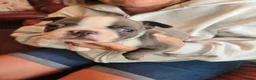 Boston Terrier dogs for sale: Beautiful Boston Babies looking for forever family - Advert 7