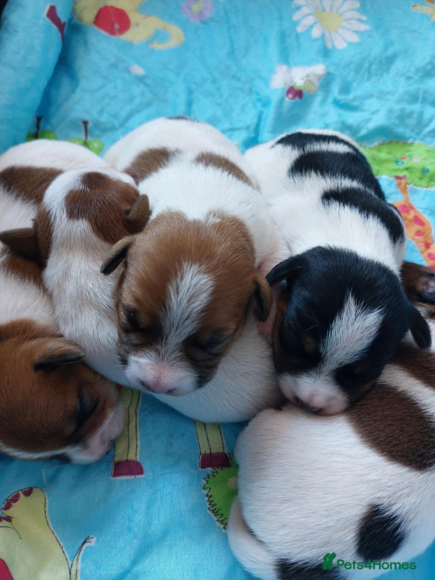 Jack Russell dogs Marzena Pawel .S./Jack Russell  - Advert 2