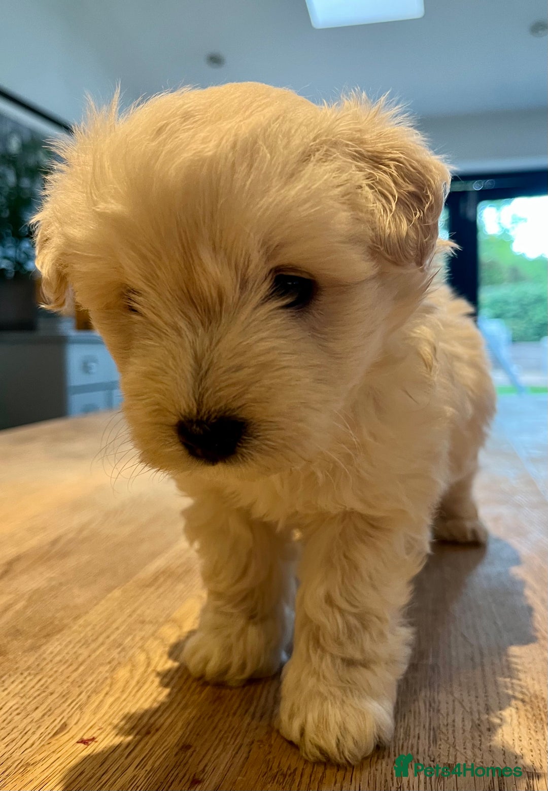 Mixed Breed dogs for sale: Gorgeous Westiepoo Puppies! - Image 2