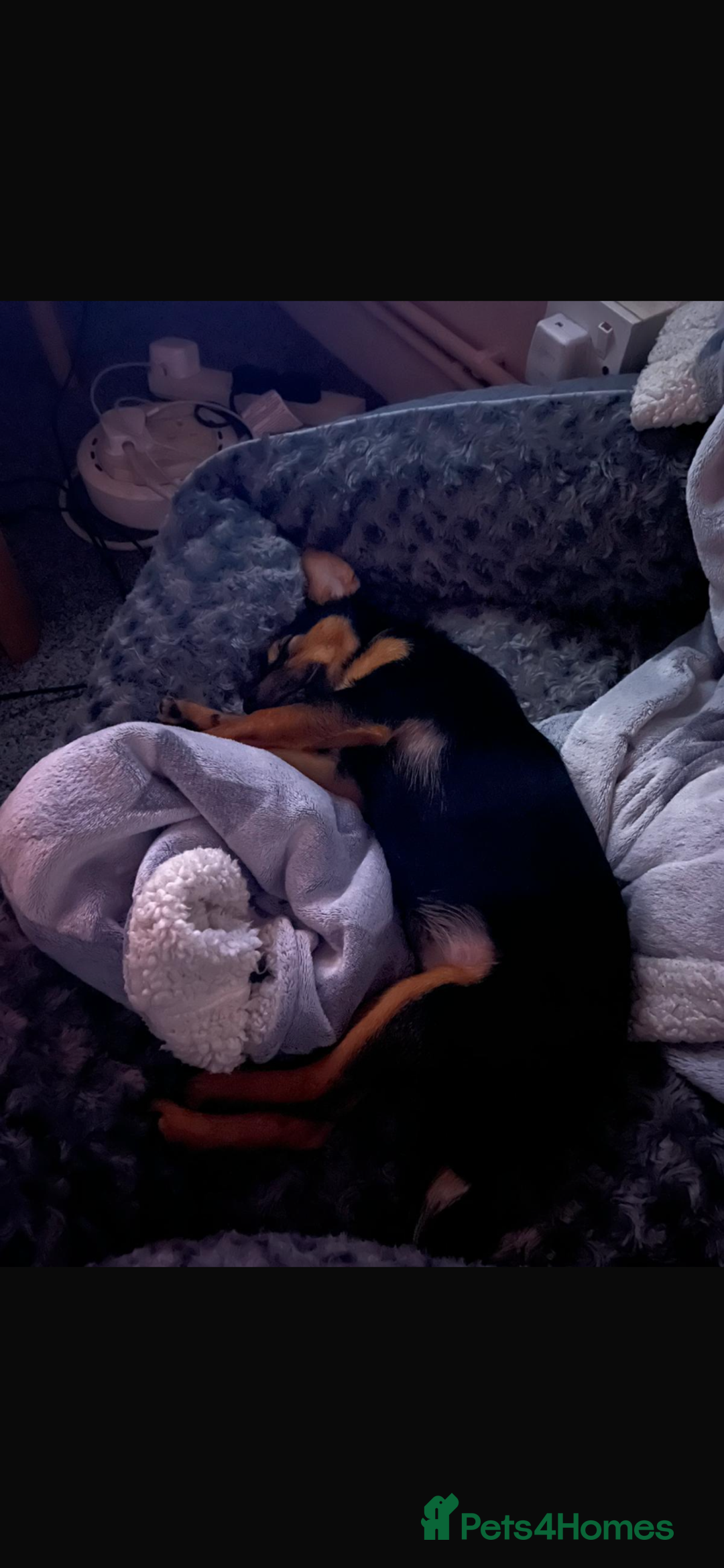 Mixed Breed dogs for sale: 5 month old pup  - Advert 3