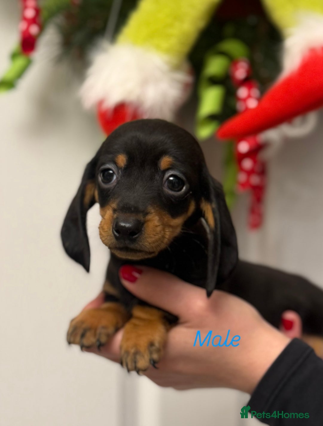 Miniature Dachshund dogs for sale: Miniature Dachshund  - Advert 1