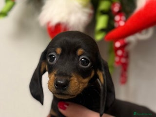 Miniature Dachshund dogs Miniature Dachshund - Advert 1