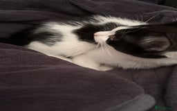 Mixed Breed cats for sale: tuxedo kitten - Advert 3