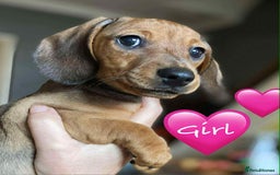 Miniature Dachshund dogs for sale: Miniature Dachshund Puppies - Image 14