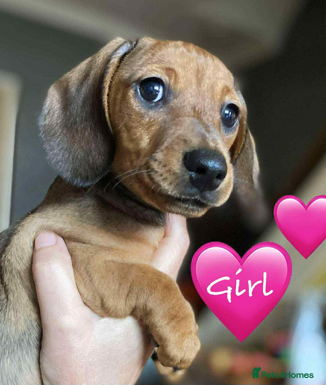 Miniature Dachshund dogs for sale: Miniature Dachshund Puppies - Image 14