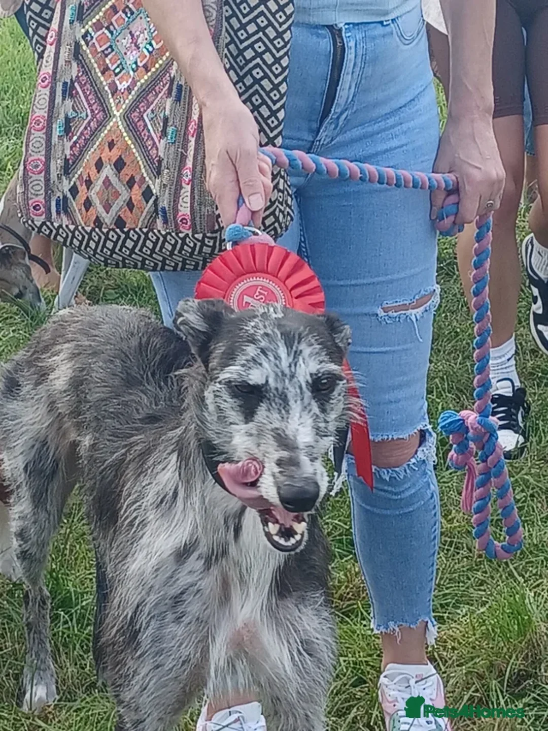 Mixed Breed dogs for stud: Hunter - Advert 4