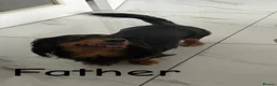 Dachshund dogs for sale: 🐾Beautiful Dachshund Puppies🐾 - Advert 6