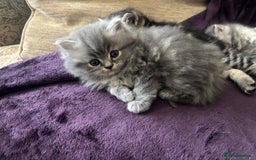 British Shorthair cats for sale: British shorthair kittens - Image 5