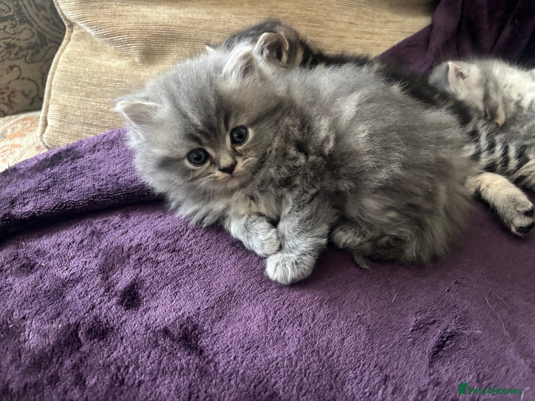 British Shorthair cats for sale: British shorthair kittens - Image 5