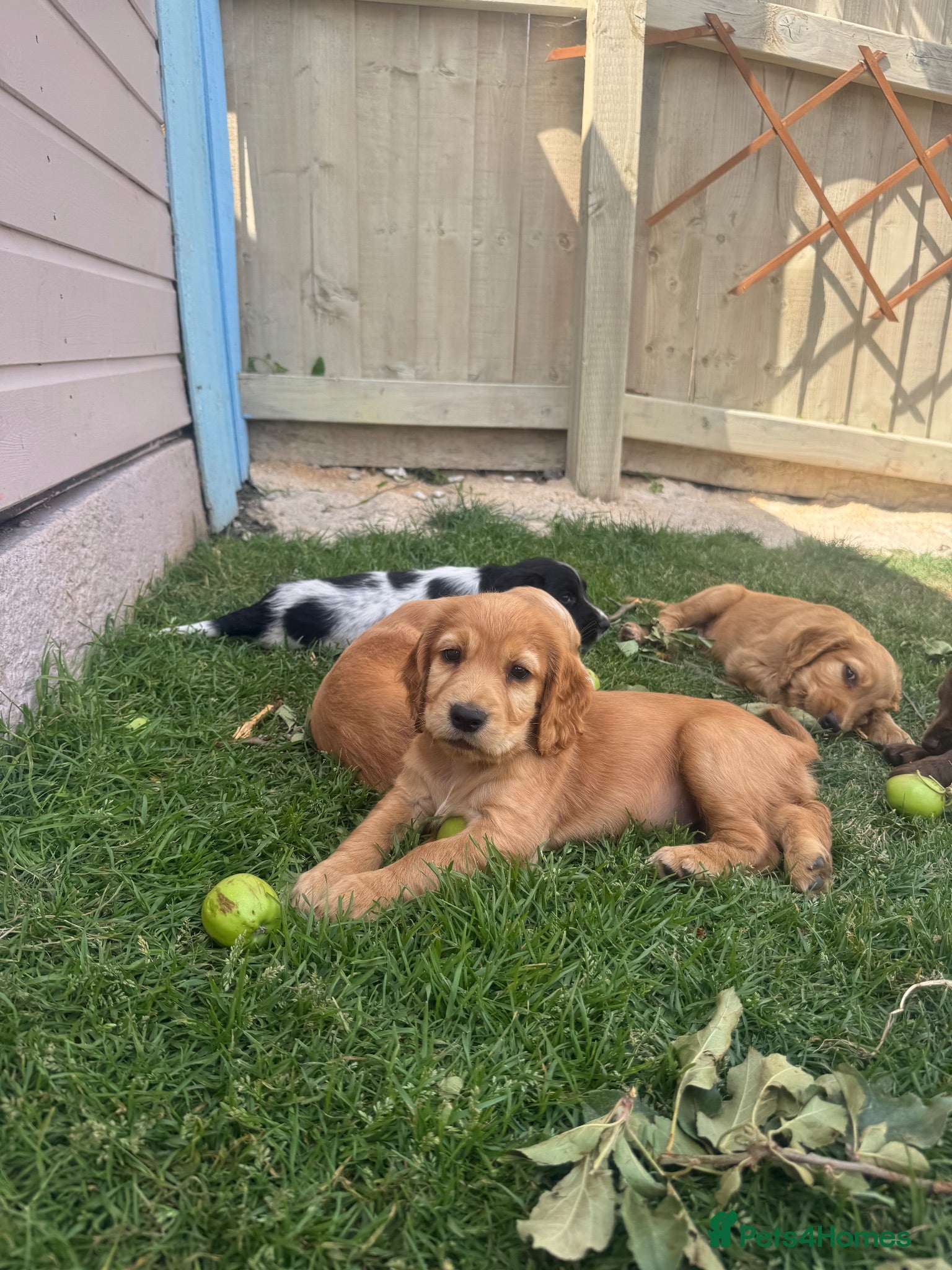 Cocker Spaniel dogs Beautiful litter of cocker spaniel puppies - Advert 2