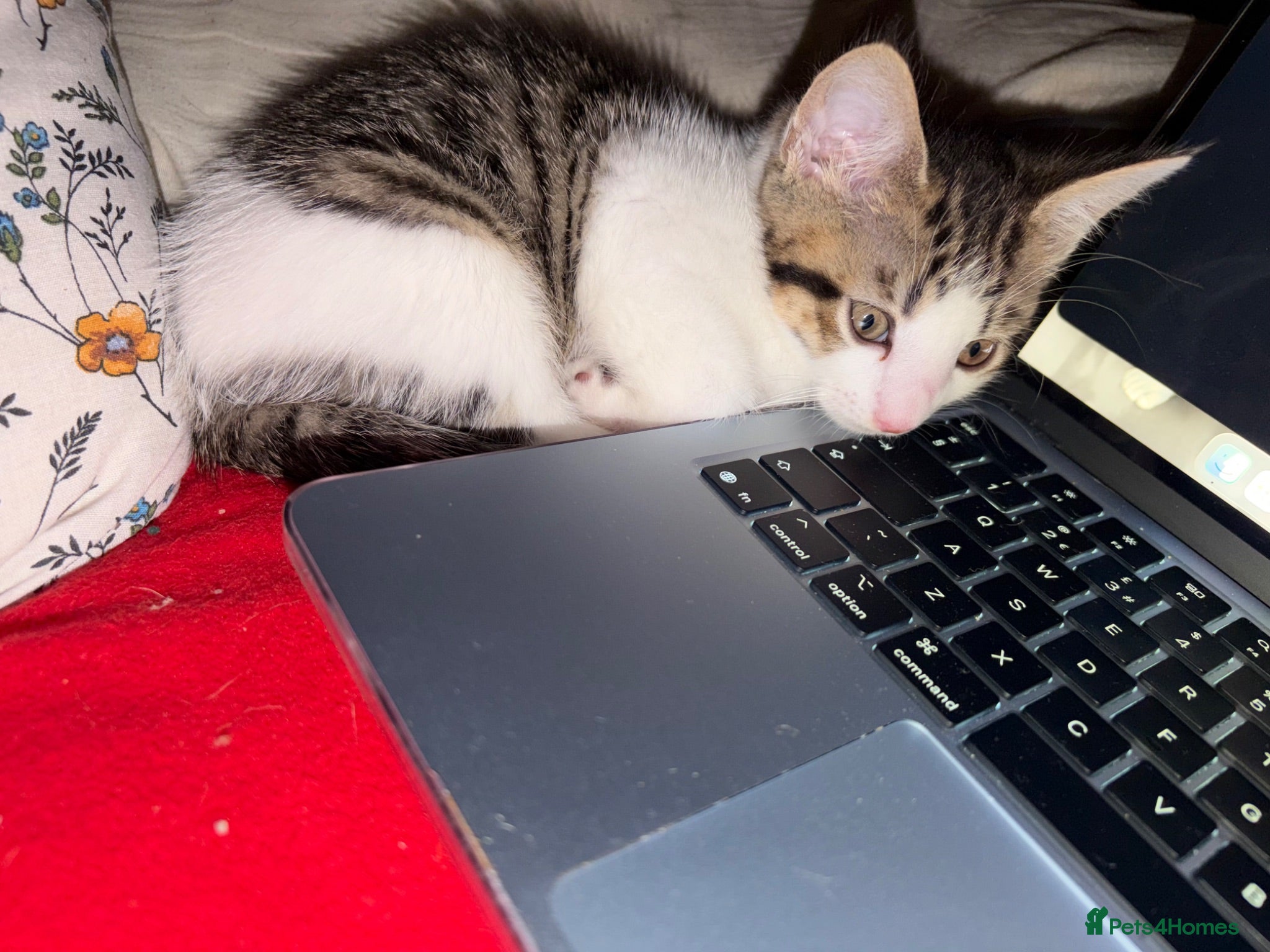 Mixed Breed cats Beautiful Kitten Looking for a Calm Home in Porth - Advert 1