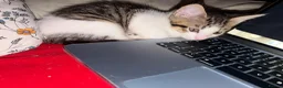Mixed Breed cats for sale: Beautiful Kitten Looking for a Calm Home in Porth - Advert 1