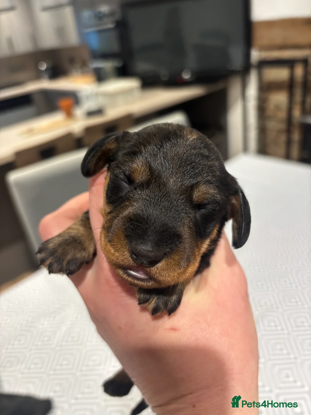 Dachshund dogs for sale: Standard Wirehaired Dachshund Puppies   - Advert 1