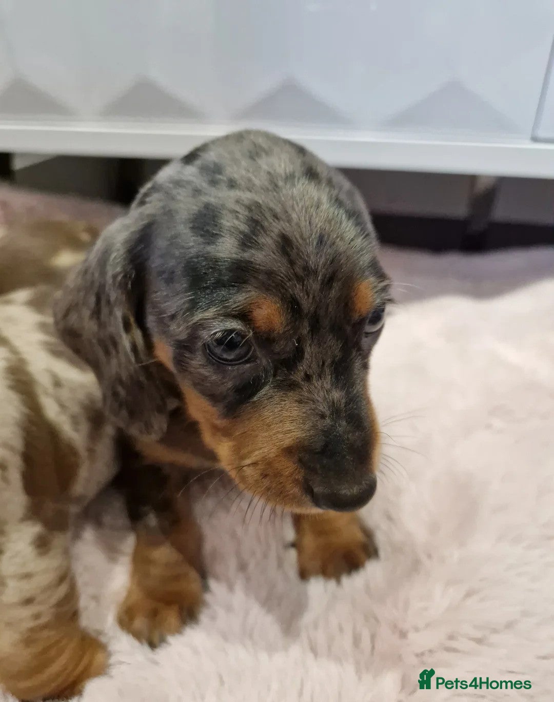 Miniature Dachshund dogs for sale: Adorable Miniature Dachshund Puppies for Sale! - Image 16