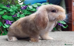 Mini Lop rabbits for sale: Pure mini lop  - Image 4