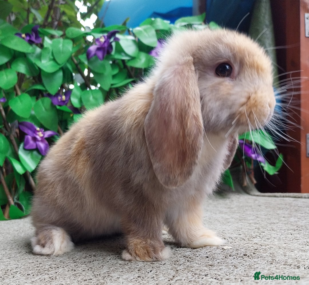 Mini Lop rabbits for sale: Pure mini lop  - Image 4