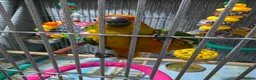 Conures birds for sale: 10 Week old silly tame male Sun Conure, ready  - Advert 5