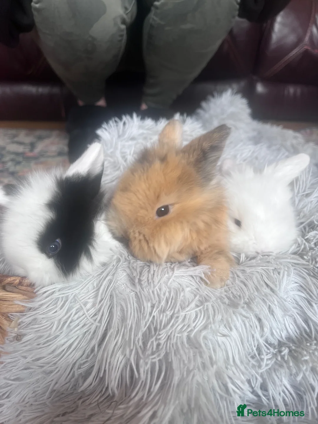 Mini Lion Lop rabbits for sale: 3 stunning lion lops for sale - Advert 11