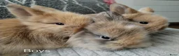 Lionhead rabbits for sale: Lionhead double maned - Advert 1