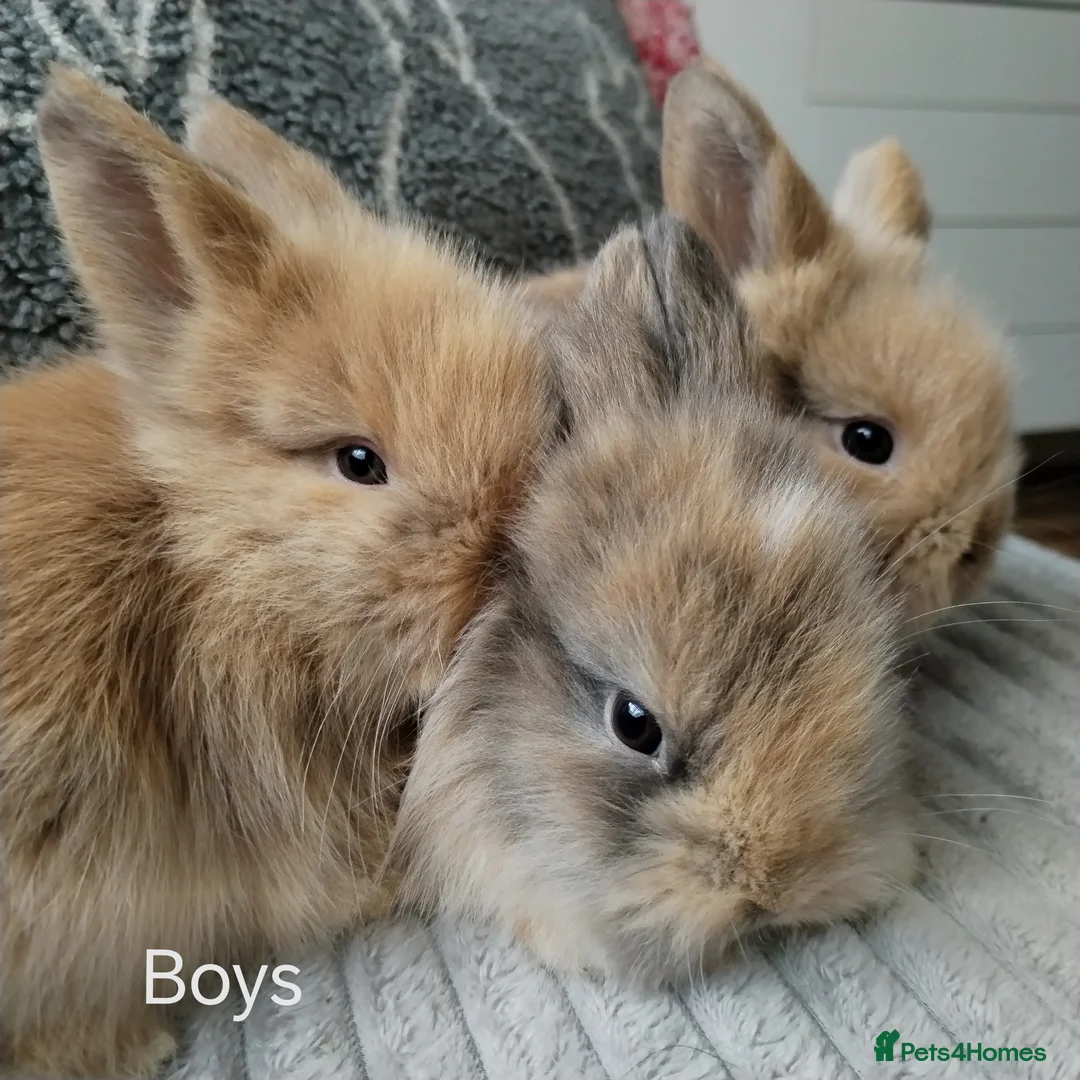 Lionhead rabbits for sale: Lionhead double maned - Advert 1