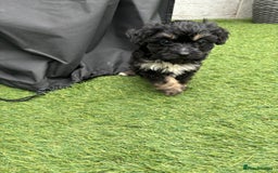 Cavapoo dogs for sale: Ready now Cavapoo puppies for sale  - Image 4